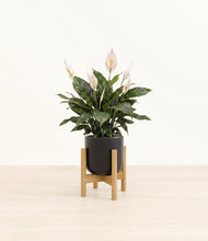 Load image into Gallery viewer, Stone Black stand:bamboo