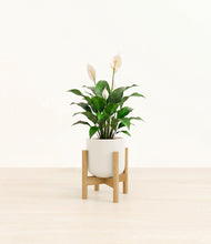 Load image into Gallery viewer, Cotton White stand:light