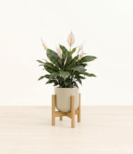 Load image into Gallery viewer, Sage Green stand:bamboo
