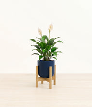 Load image into Gallery viewer, Twilight Blue stand:light