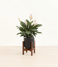 Load image into Gallery viewer, Stone Black stand:walnut