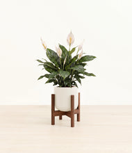 Load image into Gallery viewer, Cotton White stand:walnut