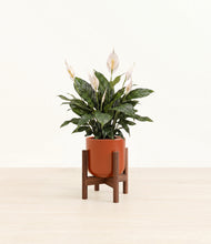 Load image into Gallery viewer, Glossy Red stand:walnut