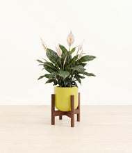 Load image into Gallery viewer, Key Lime Yellow stand:walnut