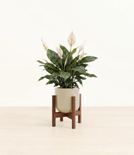 Load image into Gallery viewer, Sage Green stand:walnut