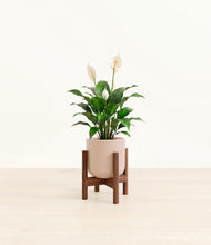 Load image into Gallery viewer, Sandy Pink stand:dark