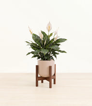 Load image into Gallery viewer, Sandy Pink stand:walnut