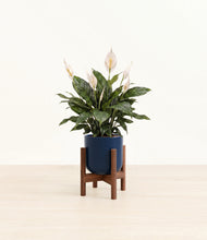 Load image into Gallery viewer, Twilight Blue stand:walnut