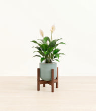 Load image into Gallery viewer, Reactive Aqua stand:dark