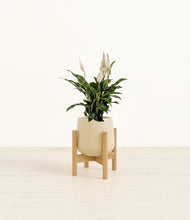 Load image into Gallery viewer, Almond Green stand:bamboo