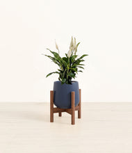 Load image into Gallery viewer, Deep Navy stand:walnut