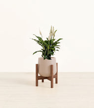 Load image into Gallery viewer, Eternal Gray stand:walnut