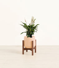 Load image into Gallery viewer, Gentle Pink stand:walnut