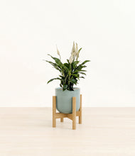Load image into Gallery viewer, Reactive Aqua stand:bamboo