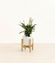 Load image into Gallery viewer, Cotton White stand:bamboo