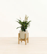 Load image into Gallery viewer, Sage Green stand:bamboo