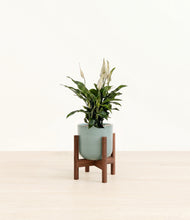 Load image into Gallery viewer, Reactive Aqua stand:walnut