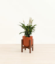 Load image into Gallery viewer, Glossy Red stand:walnut