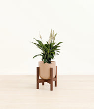 Load image into Gallery viewer, Glossy Pink stand:walnut