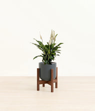 Load image into Gallery viewer, Iron Gray stand:walnut