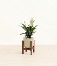 Load image into Gallery viewer, Sage Green stand:walnut