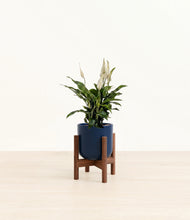 Load image into Gallery viewer, Twilight Blue stand:walnut