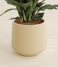 Load image into Gallery viewer, Almond Green stand:all