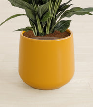 Load image into Gallery viewer, Mustard stand:all