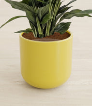 Load image into Gallery viewer, Key Lime Yellow stand:all