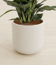 Load image into Gallery viewer, Cotton White stand:all