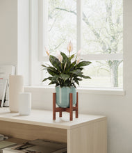 Load image into Gallery viewer, Reactive Aqua stand:walnut
