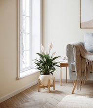 Load image into Gallery viewer, Shiny EggWhite stand:light