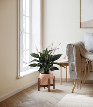 Load image into Gallery viewer, Calm Rose stand:walnut