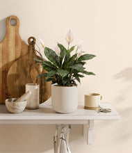Load image into Gallery viewer, Natural Bamboo