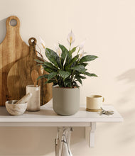 Load image into Gallery viewer, Sage Green