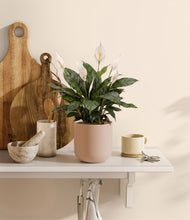 Load image into Gallery viewer, Sandy Pink