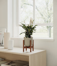 Load image into Gallery viewer, Sage Green stand:walnut
