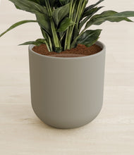 Load image into Gallery viewer, Sage Green stand:all