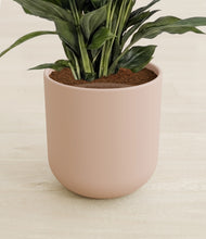 Load image into Gallery viewer, Sandy Pink stand:all