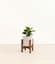 Load image into Gallery viewer, Snowdrift White stand:walnut