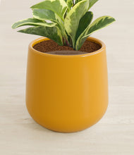 Load image into Gallery viewer, Mustard stand:all
