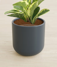 Load image into Gallery viewer, Iron Gray stand:all