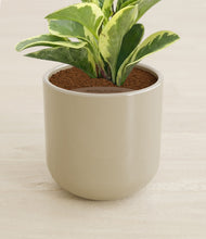 Load image into Gallery viewer, Sage Green stand:all