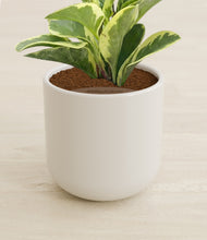 Load image into Gallery viewer, Cotton White stand:all