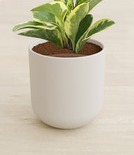 Load image into Gallery viewer, Natural Bamboo stand:all