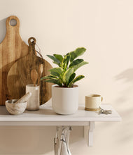 Load image into Gallery viewer, Natural Bamboo