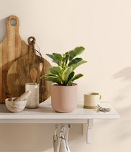 Load image into Gallery viewer, Sandy Pink