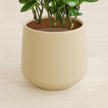 Load image into Gallery viewer, Almond Green stand:all