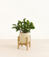 Load image into Gallery viewer, Almond Green stand:bamboo