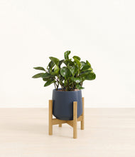 Load image into Gallery viewer, Deep Navy stand:bamboo